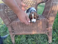April, a female Basset Hound for sale in Bethany, MO – 1 of 3