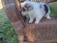 Prince, a male Pembroke Welsh Corgi for sale in Bethany, MO – 4 of 8