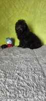 Leo, a male Poodle - Miniature  for sale in Bethany, MO – Photo 5 of 6