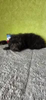 Leo, a male Poodle - Miniature  for sale in Bethany, MO – Photo 4 of 6