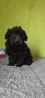 Leo, a male Poodle - Miniature  for sale in Bethany, MO – Photo 1 of 6