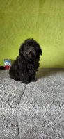 Leo, a male Poodle - Miniature  for sale in Bethany, MO – Photo 6 of 6
