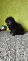 Leo, a male Poodle - Miniature  for sale in Bethany, MO – Photo 2 of 6