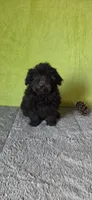 Leo, a male Poodle - Miniature  for sale in Bethany, MO – Photo 3 of 6