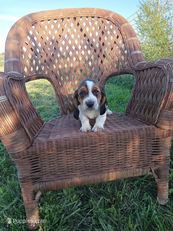 Daisy – Basset Hound puppy for sale in Bethany, MO