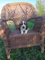 Daisy, a female Basset Hound for sale in Bethany, MO – 1 of 3