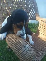 Buddy, a male Basset Hound for sale in Bethany, MO – 3 of 6