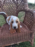 Lily., a female Basset Hound for sale in Bethany, MO – 4 of 4