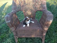 Susie, a female Basset Hound for sale in Bethany, MO – 3 of 3