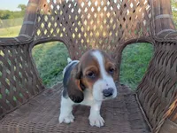 April, a female Basset Hound for sale in Bethany, MO – 2 of 3