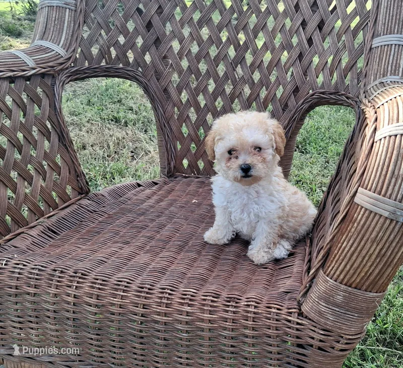 Cheescake – Poodle - Toy  puppy for sale in Bethany, MO