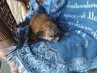 Coco, a male Poodle - Toy  for sale in Bethany, MO – 2 of 5