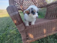 Prince, a male Pembroke Welsh Corgi for sale in Bethany, MO – 2 of 8