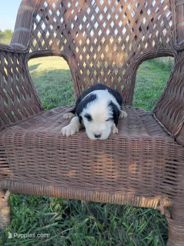 Flora – Old English Sheepdog puppy for sale in Bethany, MO