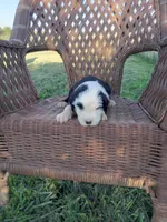Flora, a female Old English Sheepdog for sale in Bethany, MO – 1 of 3