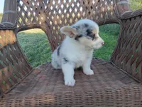 Prince, a male Pembroke Welsh Corgi for sale in Bethany, MO – 6 of 8