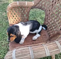 George, a male Basset Hound for sale in Bethany, MO – 3 of 6