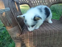 Prince, a male Pembroke Welsh Corgi for sale in Bethany, MO – 5 of 8
