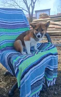 Rumble , a male Shiba Inu for sale in Bethany, MO – Photo 1 of 3