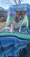 Rumble , a male Shiba Inu for sale in Bethany, MO – Photo 2 of 3