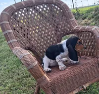 George, a male Basset Hound for sale in Bethany, MO – 4 of 6