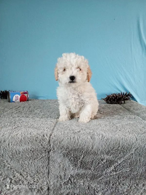 Coco – Poodle - Toy  puppy for sale in Bethany, MO