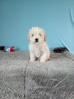 Coco, a female Poodle - Toy  for sale in Bethany, MO – Photo 1 of 5