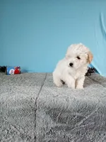 Coco, a female Poodle - Toy  for sale in Bethany, MO – Photo 5 of 5