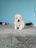 Coco, a female Poodle - Toy  for sale in Bethany, MO – Photo 3 of 5