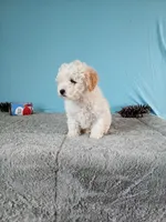 Coco, a female Poodle - Toy  for sale in Bethany, MO – Photo 4 of 5