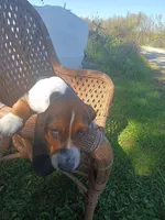 Joker, a male Basset Hound for sale in Bethany, MO – 5 of 5