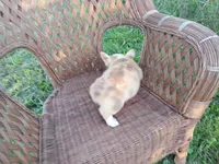Lilly, a female Pembroke Welsh Corgi for sale in Bethany, MO – 6 of 6