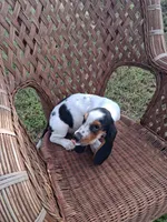 Gracie, a female Basset Hound for sale in Bethany, MO – 2 of 5