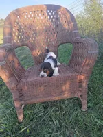 Chance, a male Basset Hound for sale in Bethany, MO – 3 of 3