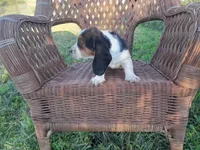 Daisy, a female Basset Hound for sale in Bethany, MO – 2 of 3