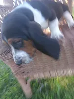 Buddy, a male Basset Hound for sale in Bethany, MO – 6 of 6