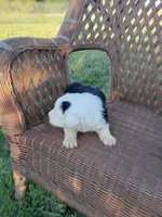 Sassy, a female Old English Sheepdog for sale in Bethany, MO – 3 of 3