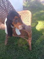Saddie, a female Basset Hound for sale in Bethany, MO – 6 of 6