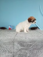 Bella, a female Poodle - Toy  for sale in Bethany, MO – Photo 4 of 4