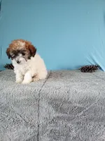 Bella, a female Poodle - Toy  for sale in Bethany, MO – Photo 3 of 4