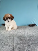 Bella, a female Poodle - Toy  for sale in Bethany, MO – Photo 1 of 4