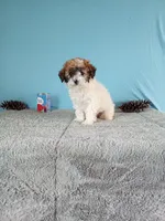 Bella, a female Poodle - Toy  for sale in Bethany, MO – Photo 2 of 4