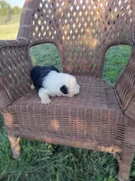 Sassy, a female Old English Sheepdog for sale in Bethany, MO – 2 of 3