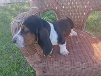 Buddy, a male Basset Hound for sale in Bethany, MO – 1 of 6