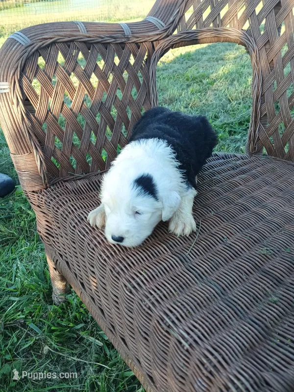 Sassy – Old English Sheepdog puppy for sale in Bethany, MO