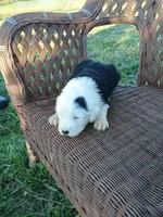 Sassy, a female Old English Sheepdog for sale in Bethany, MO – 1 of 3