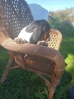 Lucy, a female Basset Hound for sale in Bethany, MO – 4 of 4