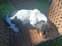 Saddie, a female Basset Hound for sale in Bethany, MO – 4 of 6