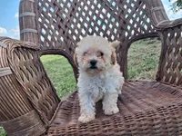 Cheescake, a female Poodle - Toy  for sale in Bethany, MO – 6 of 7