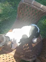 Saddie, a female Basset Hound for sale in Bethany, MO – 3 of 6